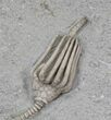 Macrocrinus Crinoid With Stem - Indiana #29384-1